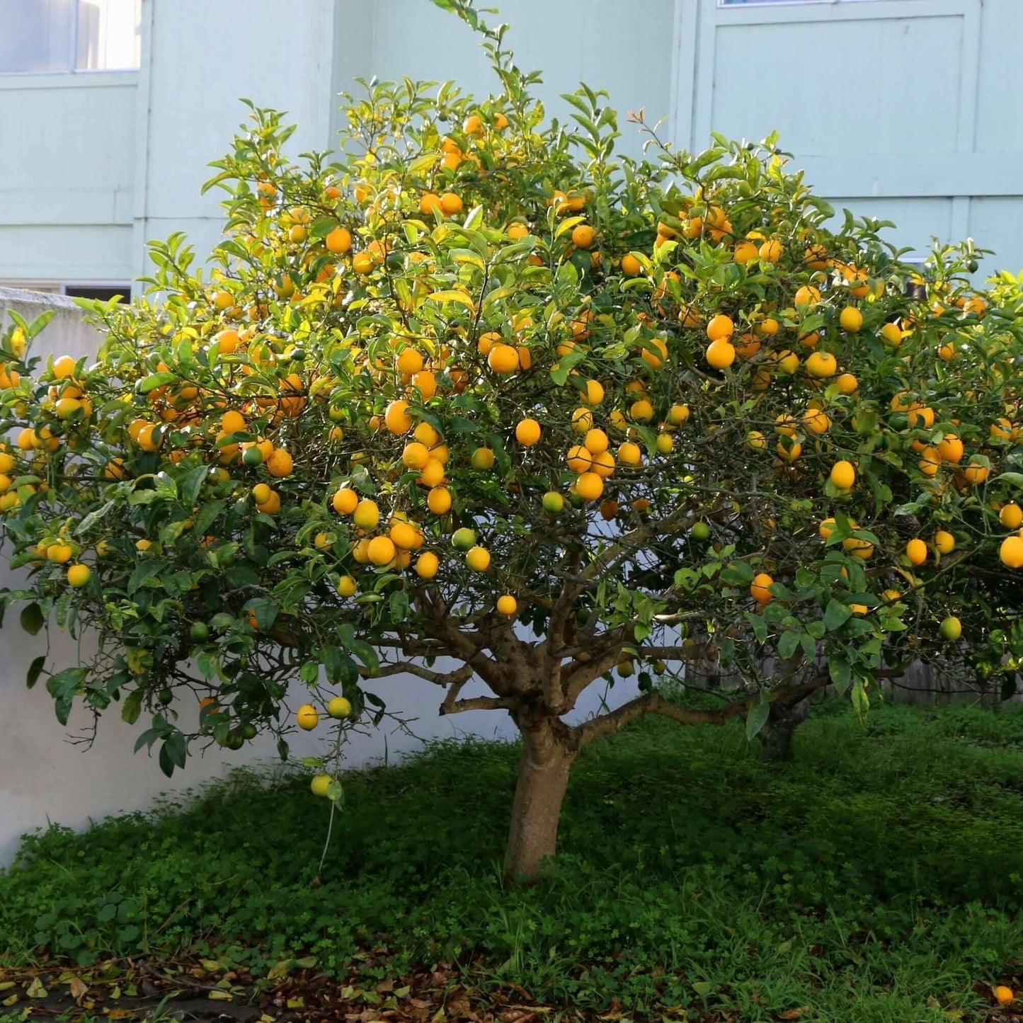 Healthy Home-Grown Lemon Tree Sapling – ~16 Inch Tall - Starter - Bareroot