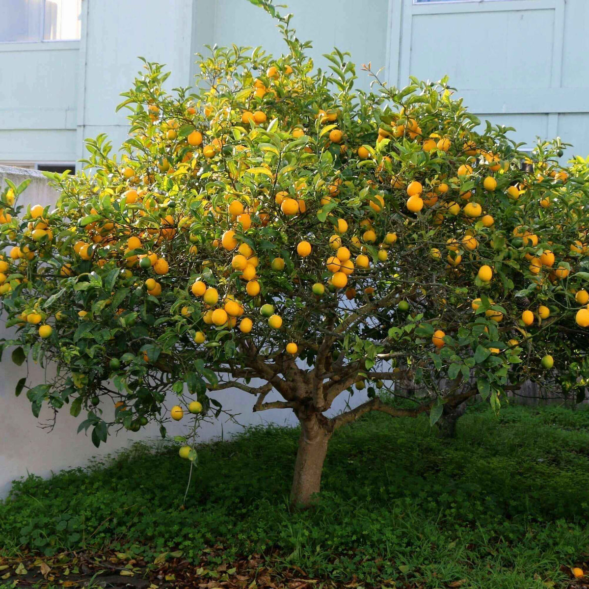 Healthy Home-Grown Lemon Tree Sapling – ~16 Inch Tall - Starter - Bareroot