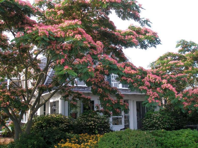 silk house plants trees Mimosa Tree - Persian Silk Tree - Live Plant