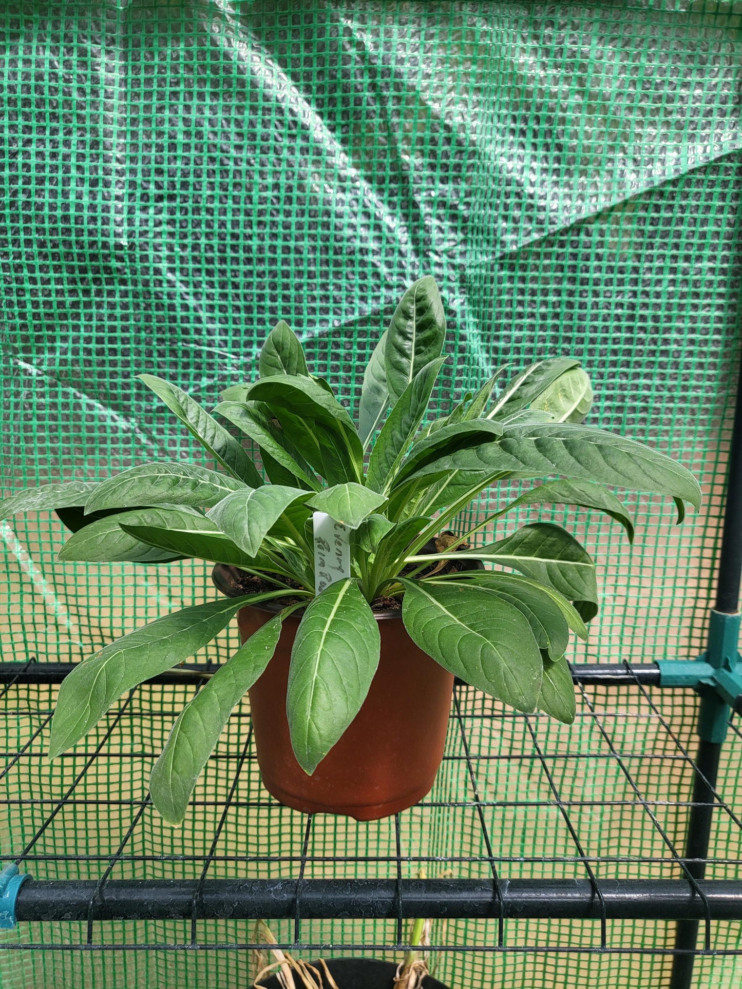Evening Primrose (Oenothera Lamarckiana) Live Plant Bareroot