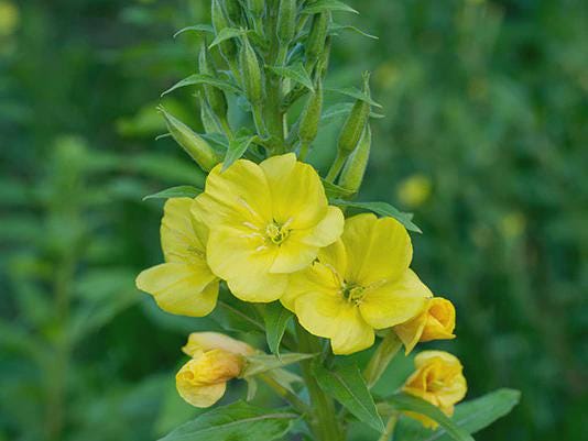 Evening Primrose (Oenothera Lamarckiana) Live Plant Bareroot