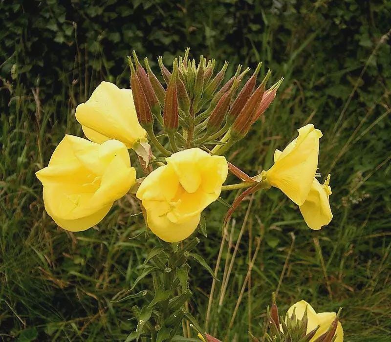 Evening Primrose (Oenothera Lamarckiana) Live Plant Bareroot