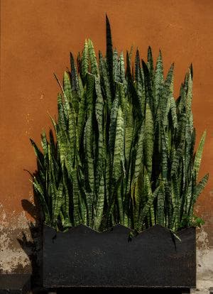 Mother-in-Law's Tongue Plant - Dracaena trifasciata - Snake Plant - Succulent