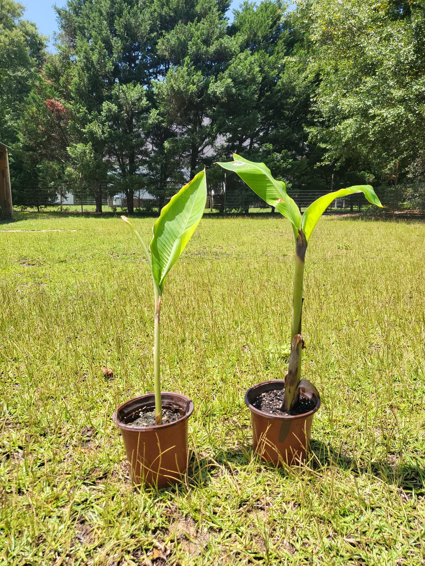 Banana Tree, Live Plant, fully rooted,  12 - 18 inches tall, bareroot
