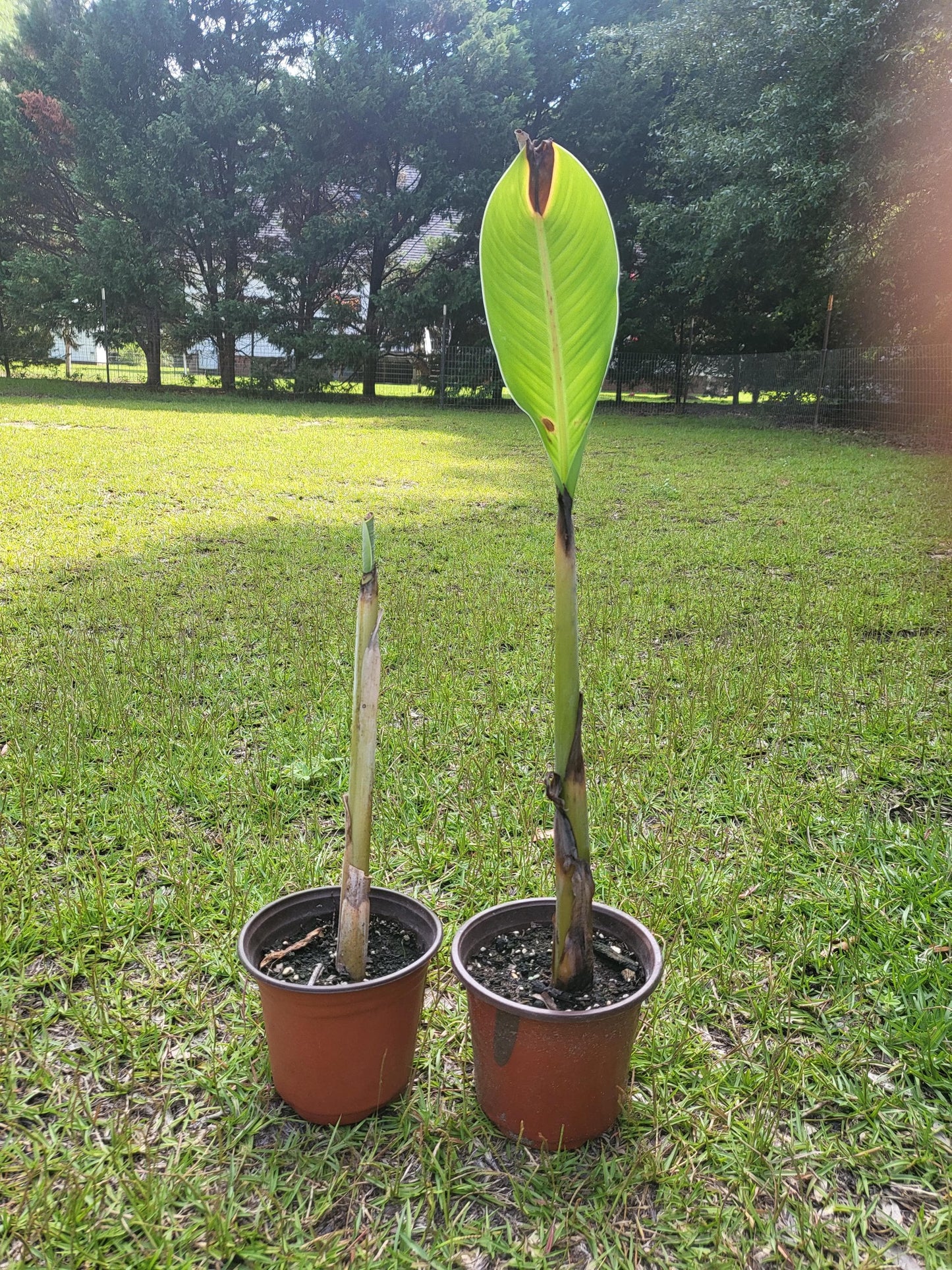 Banana Tree, Live Plant, fully rooted,  12 - 18 inches tall, bareroot