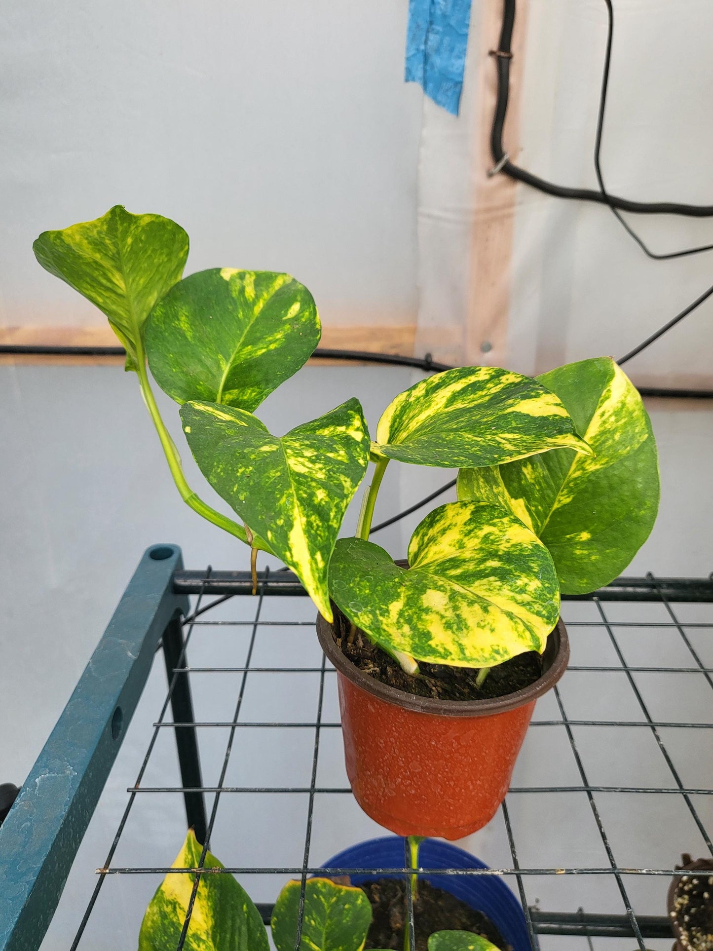 Golden Pothos - beginner-friendly plant - Epipremnum Aureum - Devil's Ivy - Live Plant 3" Pot