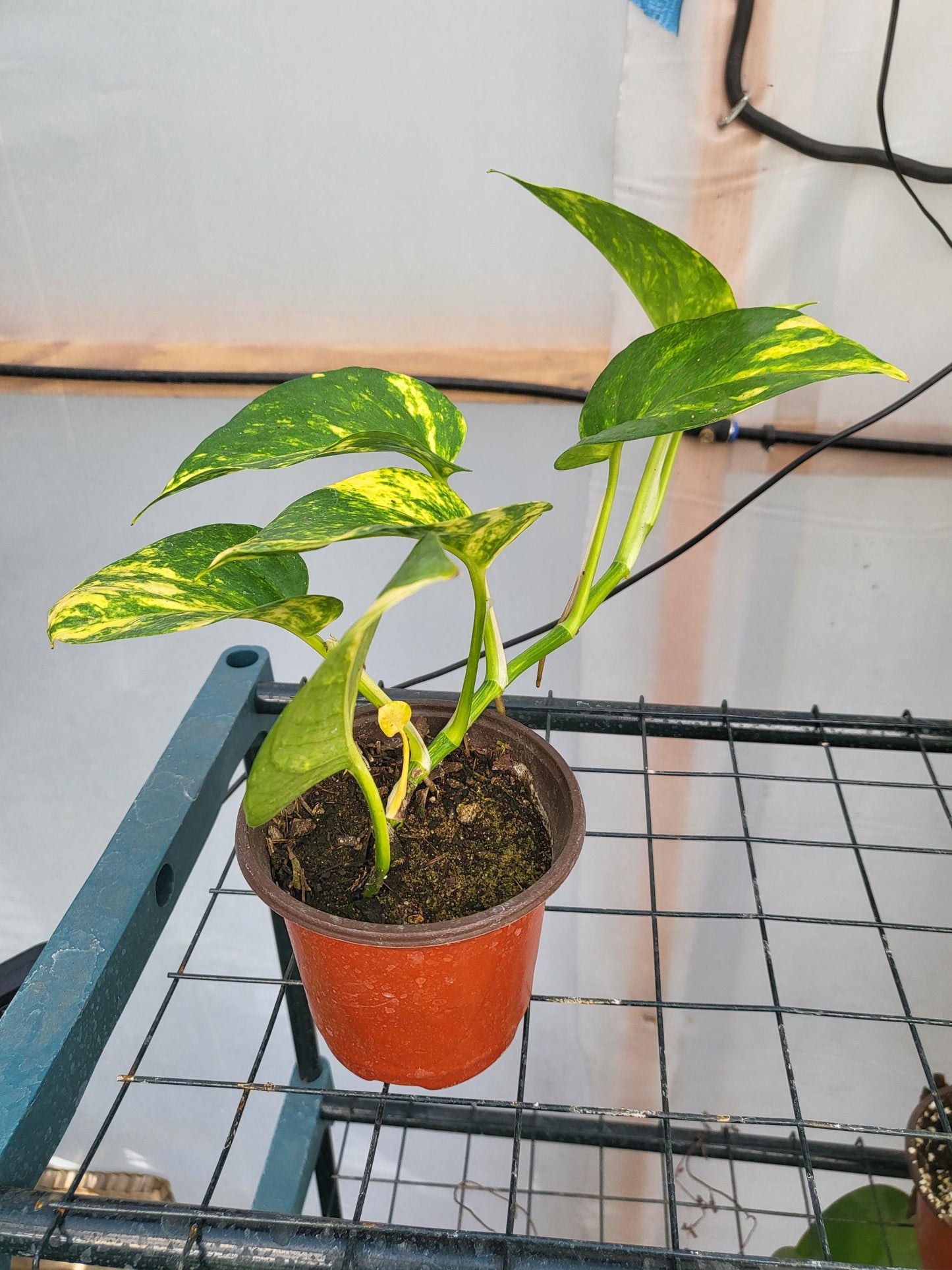 Golden Pothos - beginner-friendly plant - Epipremnum Aureum - Devil's Ivy - Live Plant 3" Pot