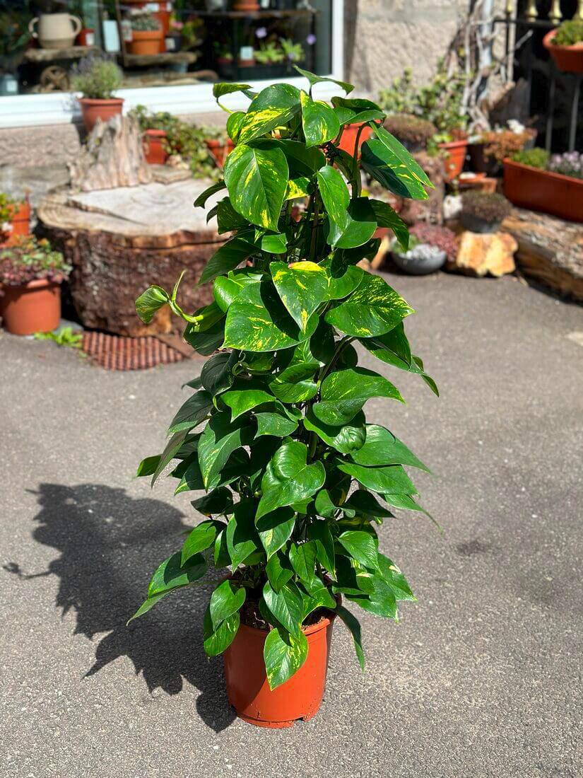 Golden Pothos - beginner-friendly plant - Epipremnum Aureum - Devil's Ivy - Live Plant 3" Pot
