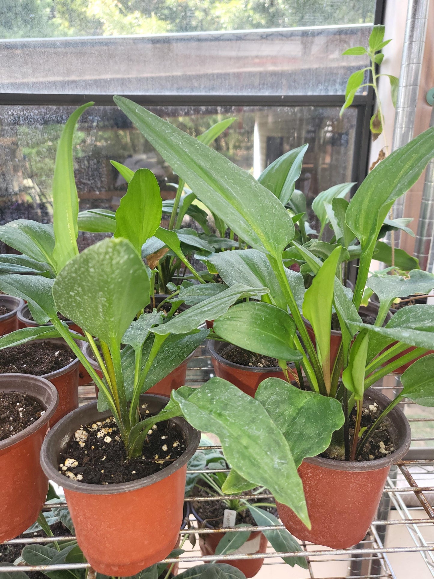 Little White Soldier, Drimiopsis maculata, African false hosta, Leopard plant - Live Plant