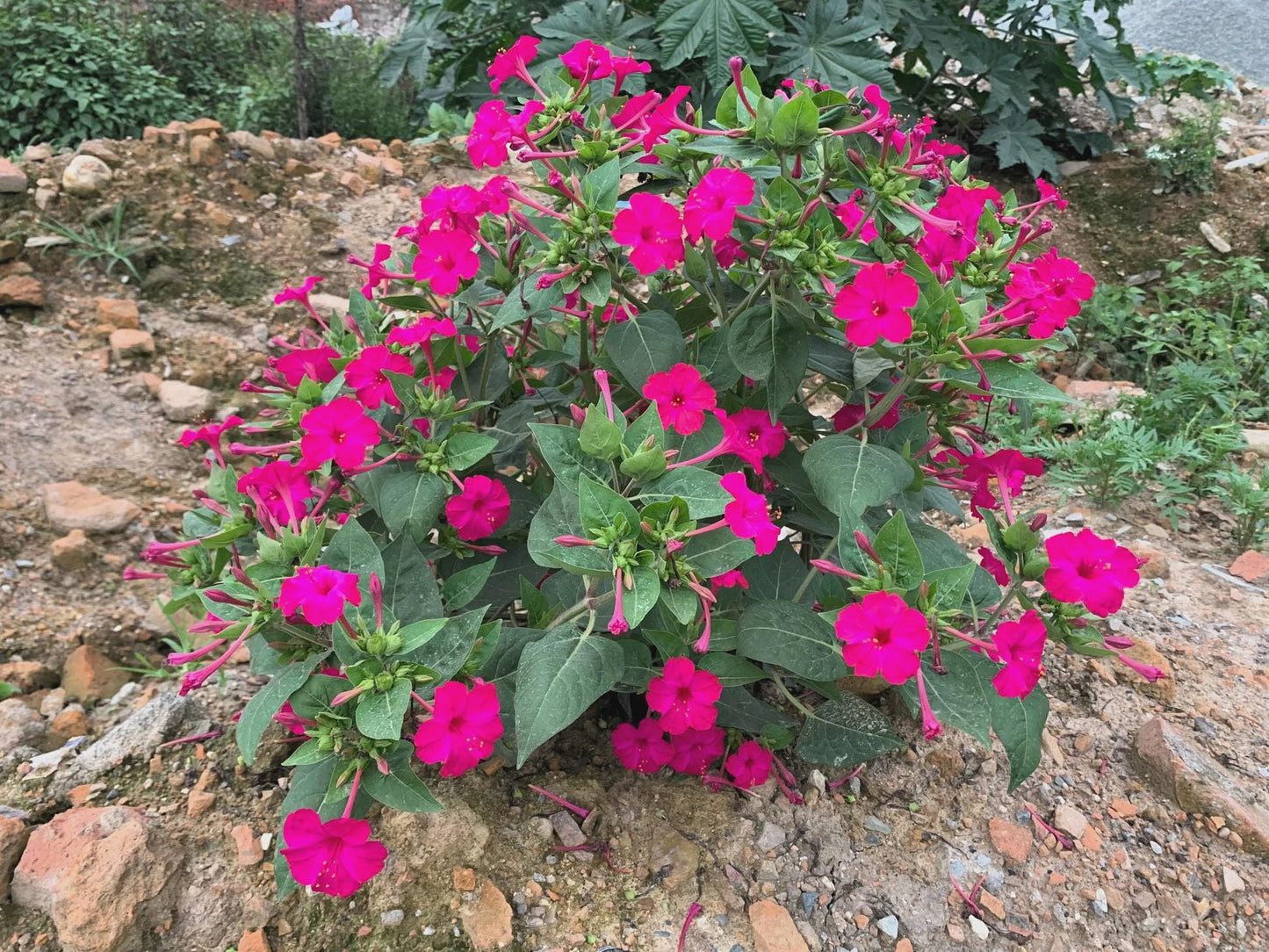 4 O'clock Starter Live Plant, Mirabilis Jalapa, Marvel of Peru, Starter Plant, Pink Flowers