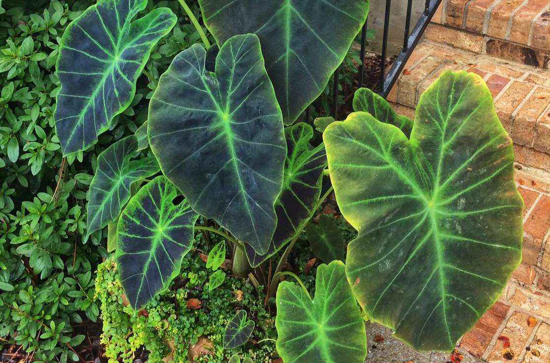 Colocasia Illustris - Dark Elephant Ear Plant - Starter Plant - Bareroot