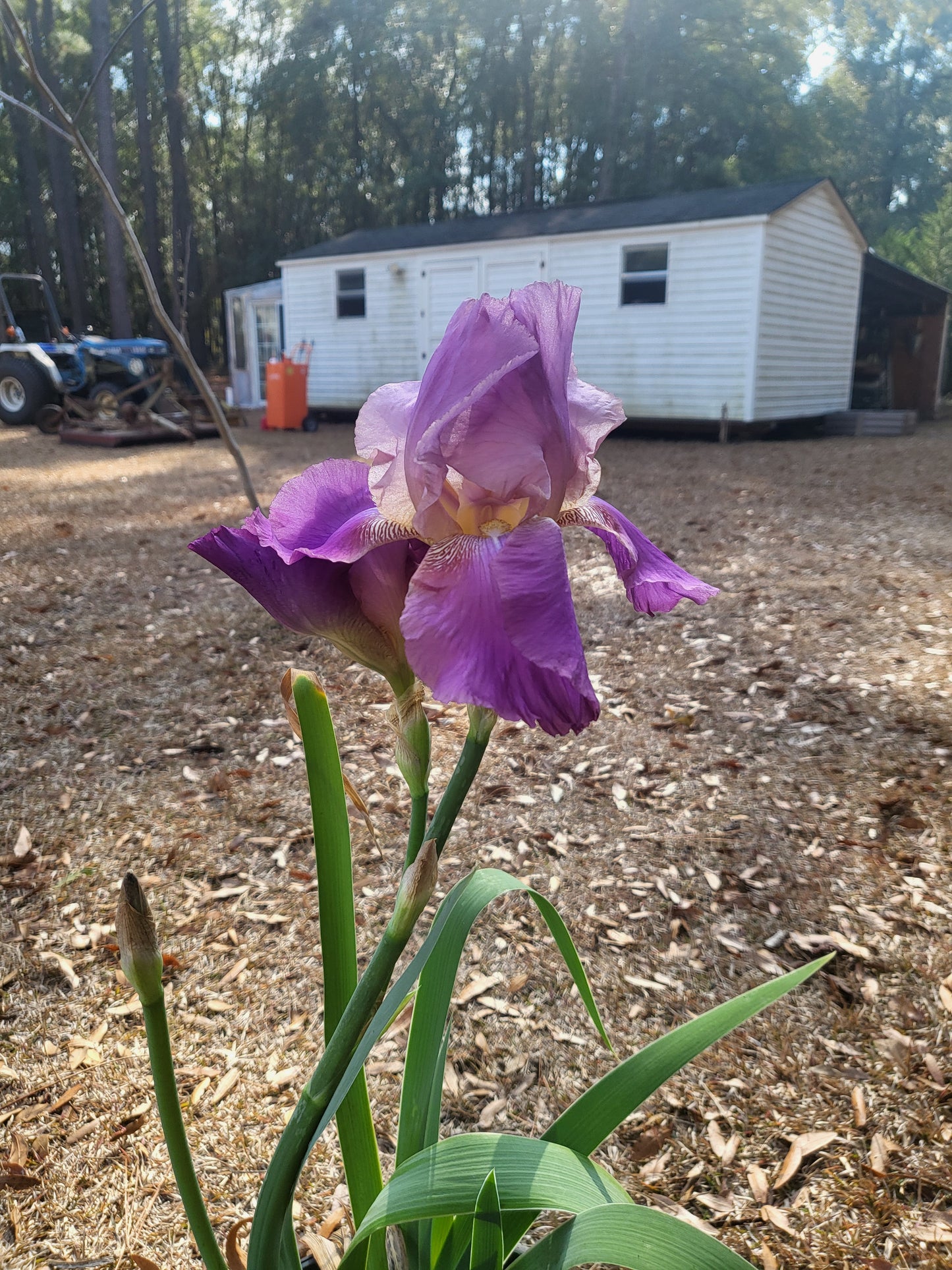 Deep Purple Bearded Iris - Iris pumila - Bareroot Starter Plant