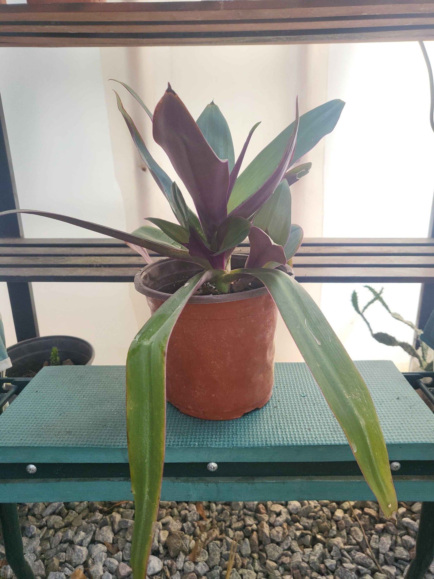 Oyster Plant – Moses in the Cradle – Tradescantia spathacea – Boat Lilly - 6" pot size - Bareroot