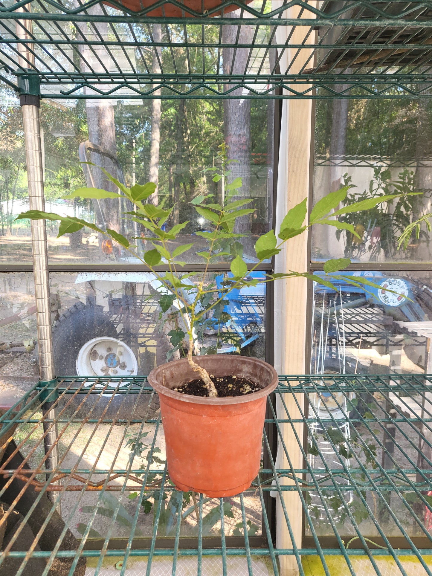 Wisteria frutescens, American Wisteria, Purple Flowering, Starter plant, Bareroot