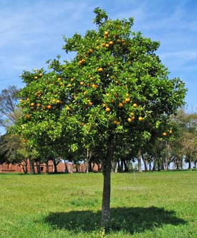 Healthy Home-Grown Lemon Tree Sapling – ~16 Inch Tall - Starter - Bareroot