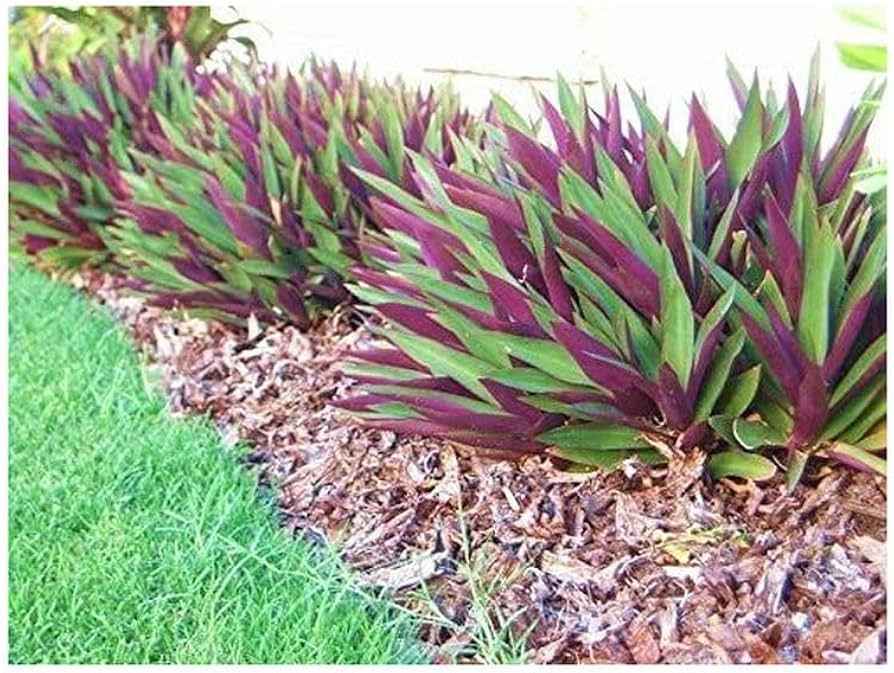 Oyster Plant – Moses in the Cradle – Tradescantia spathacea – Boat Lilly -  6" pot size - Bareroot