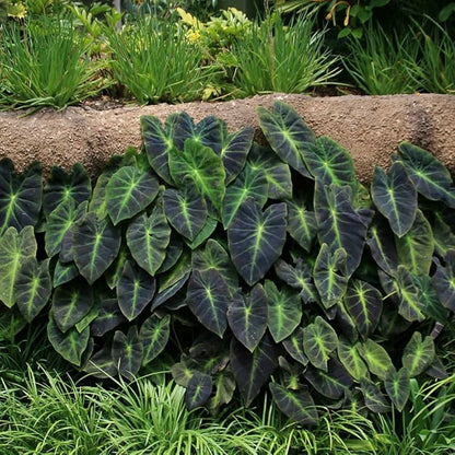 Colocasia Illustris - Dark Elephant Ear Plant - Starter Plant - Bareroot