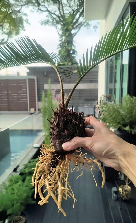 small palm tree like house plant Sago Palm Cycas revoluta Bright Indirect Sunlight, Indoor Live House P – Secondhand Readers