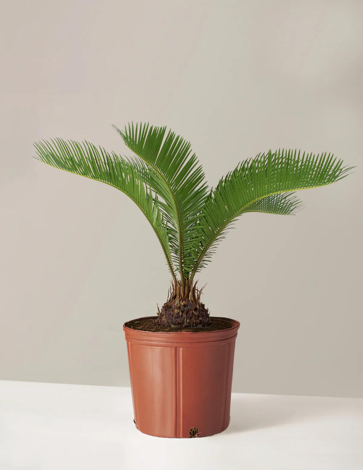 Sago Palm Cycas revoluta Bright Indirect Sunlight, Indoor Live House Plants Bare Root