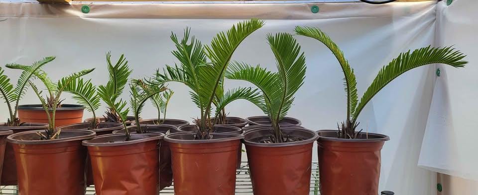 Sago Palm Cycas revoluta Bright Indirect Sunlight, Indoor Live House Plants Bare Root