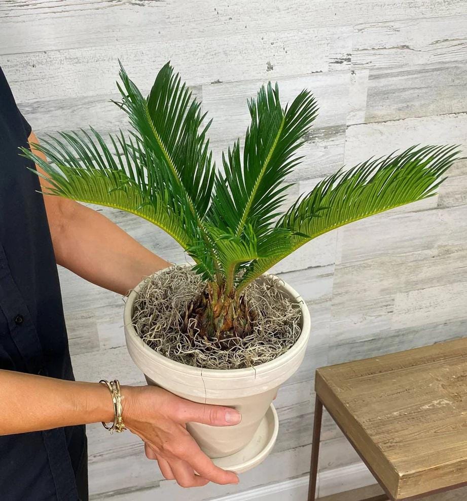 Sago Palm Cycas revoluta Bright Indirect Sunlight, Indoor Live House Plants Bare Root