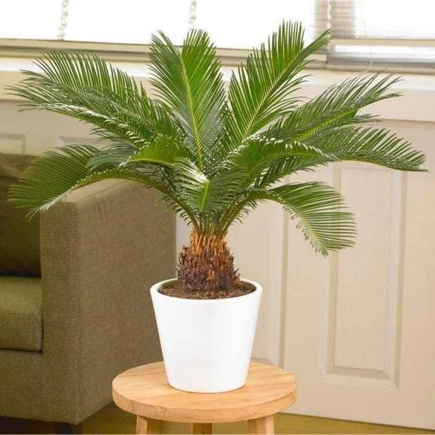 Sago Palm Cycas revoluta Bright Indirect Sunlight, Indoor Live House Plants Bare Root