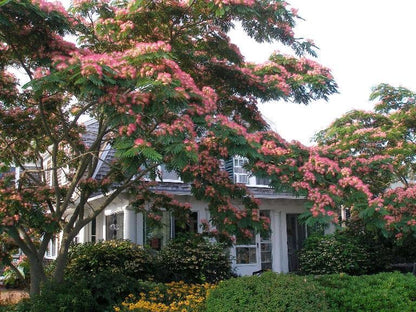 Mimosa Tree - Persian Silk Tree - Live Plant