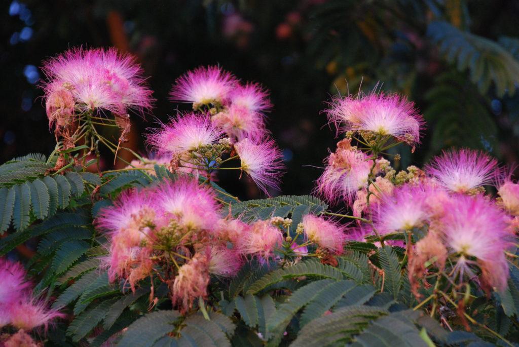 Mimosa Tree - Persian Silk Tree - Live Plant