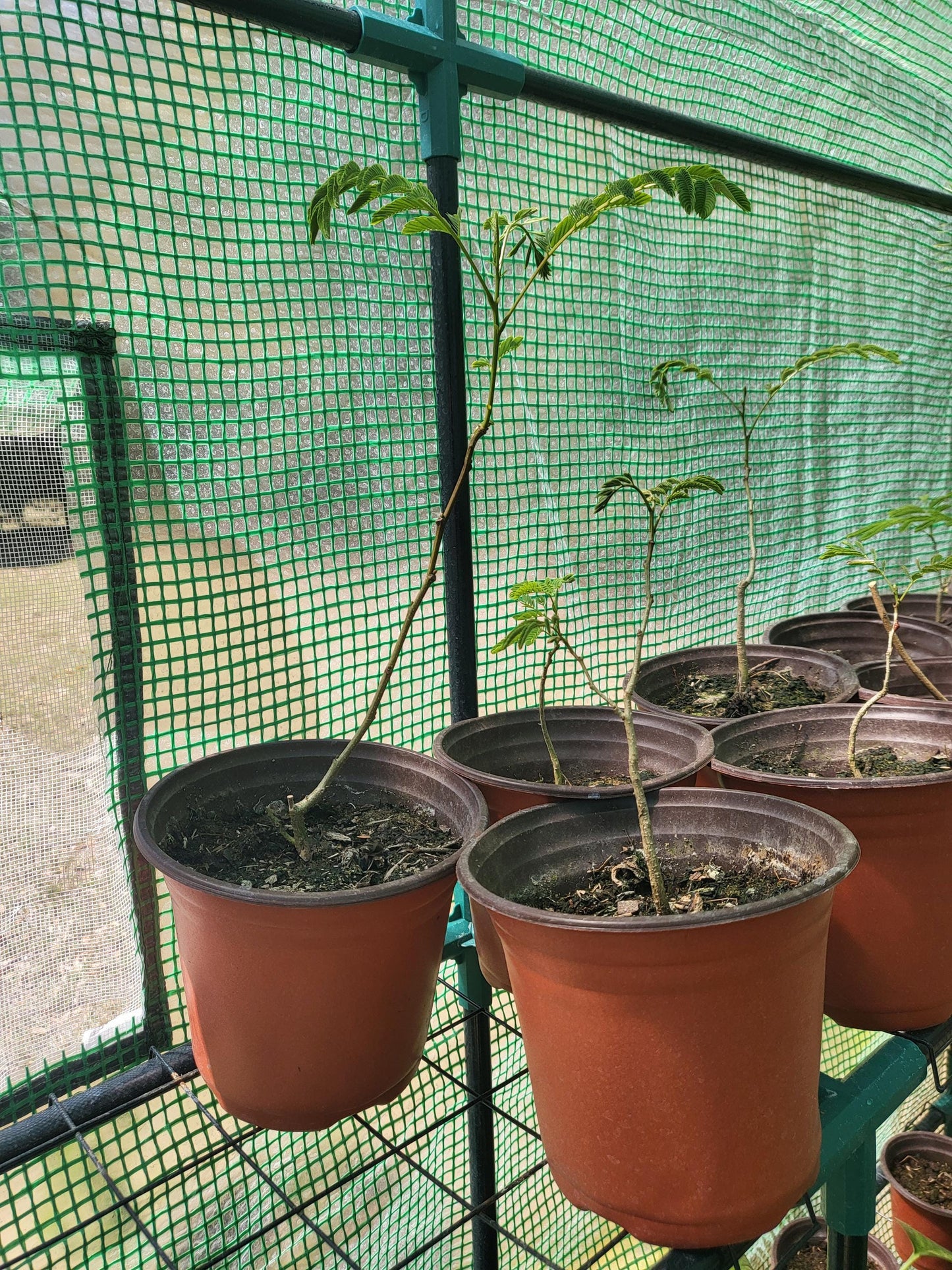 Mimosa Tree - Persian Silk Tree - Live Plant