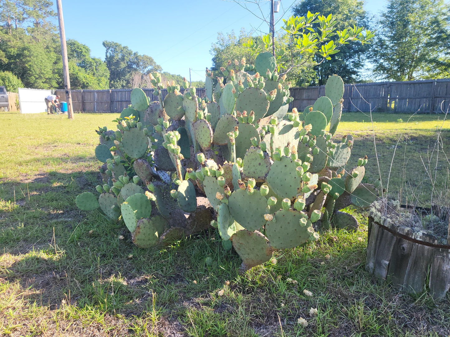 Opuntia, Prickly Pear Cactus Starter Bareroot