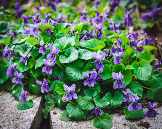 Wild Violets, Viola Sororia, Common Blue Violet Starter Bareroot