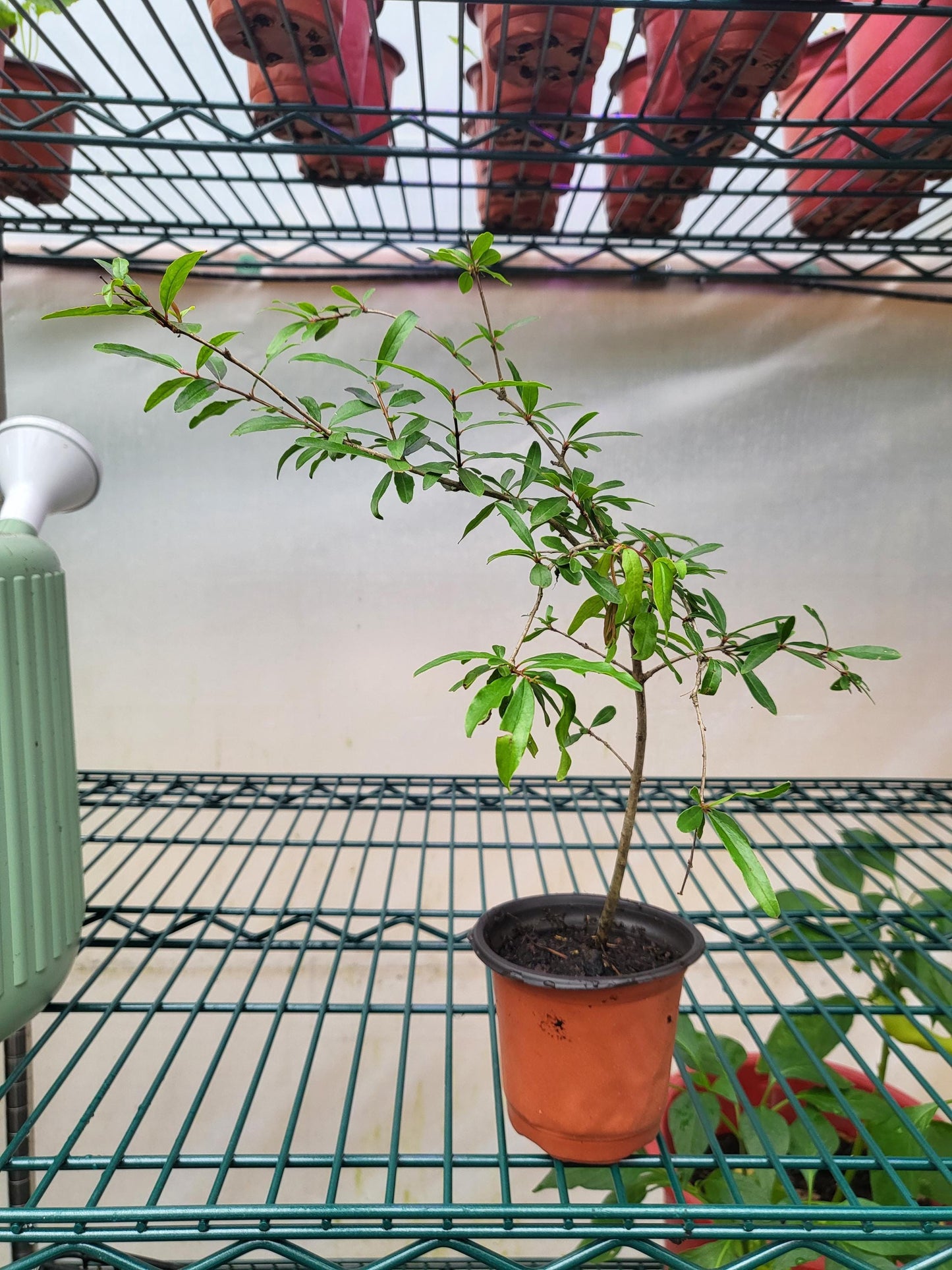 Pomegranate Live Tree Starter - Punica granatum - Bareroot Live Plant 8 - 10 inches