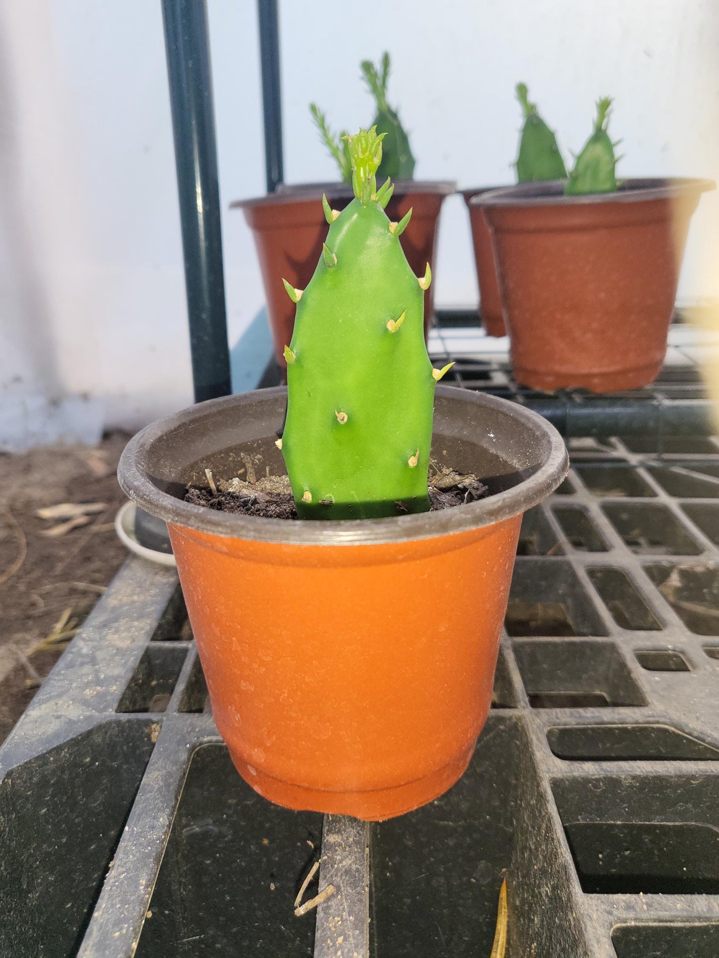 Opuntia, Prickly Pear Cactus Starter Bareroot