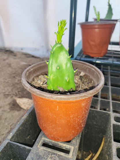 Opuntia, Prickly Pear Cactus Starter Bareroot