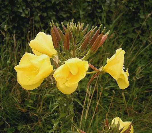 Evening Primrose (Oenothera Lamarckiana) Live Plant Bareroot