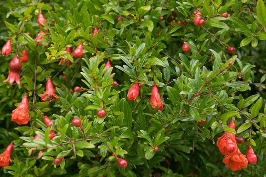 Pomegranate Live Tree Starter - Punica granatum - Bareroot Live Plant 8 - 10 inches