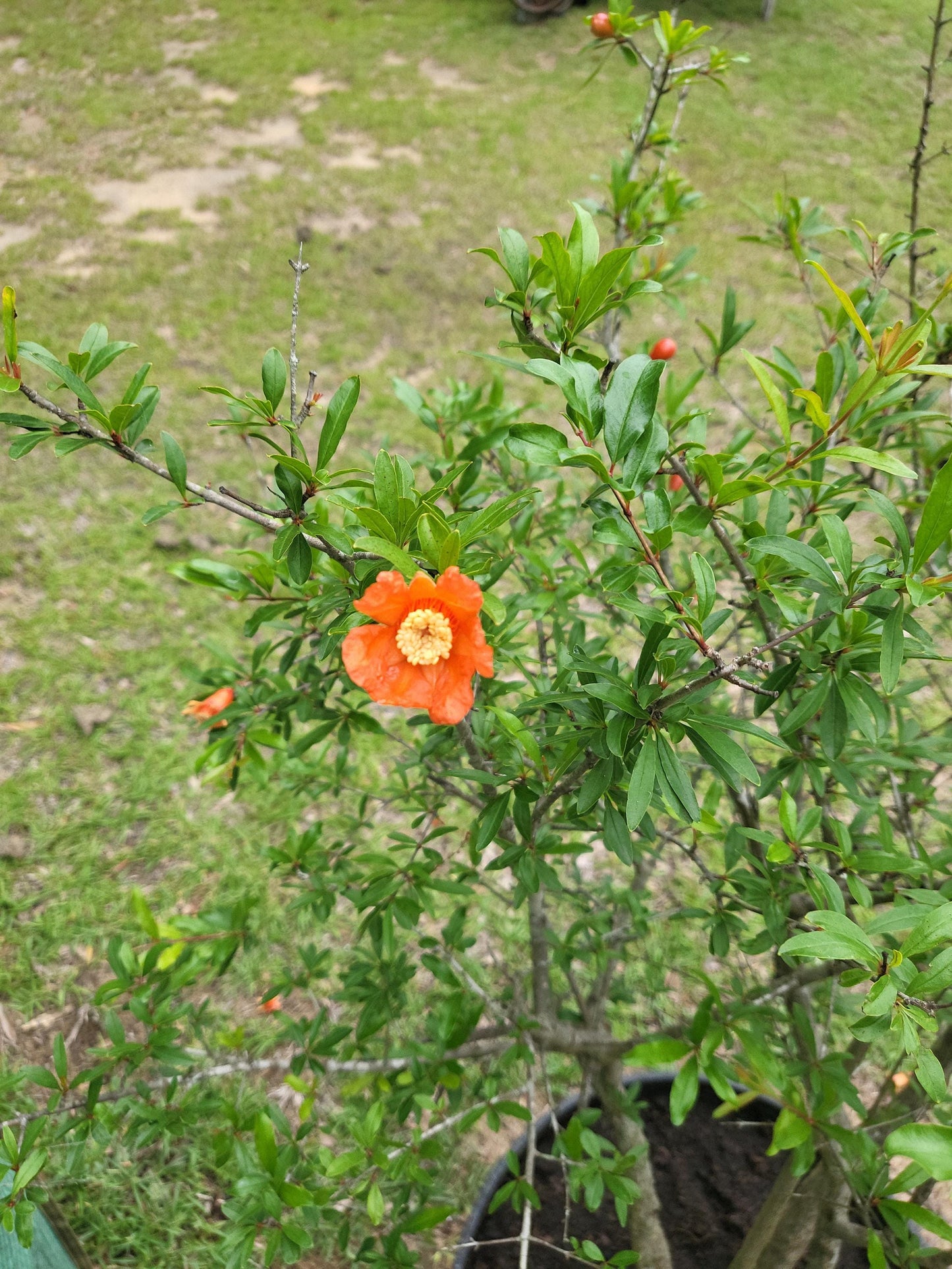Pomegranate Live Tree Starter - Punica granatum - Bareroot Live Plant 8 - 10 inches
