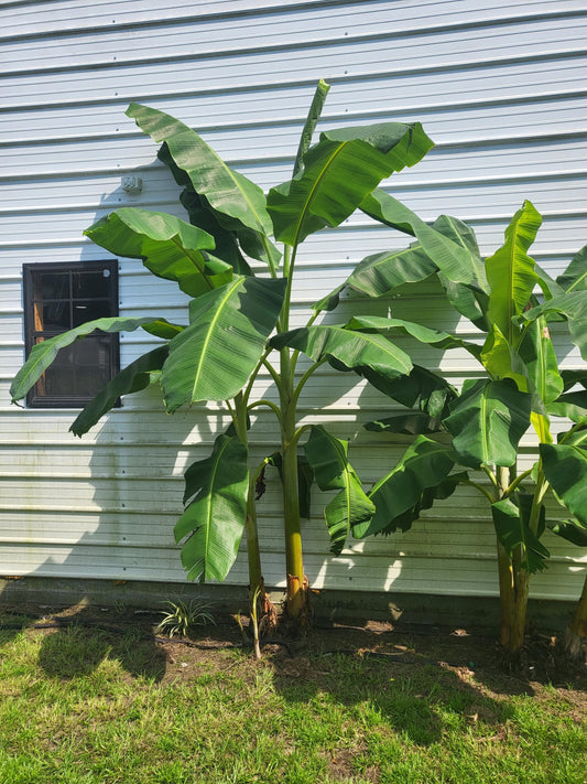 Banana Tree, Live Plant, fully rooted,  12 - 18 inches tall, bareroot