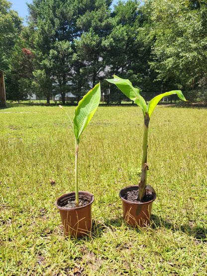 Banana Tree, Live Plant, fully rooted,  12 - 18 inches tall, bareroot