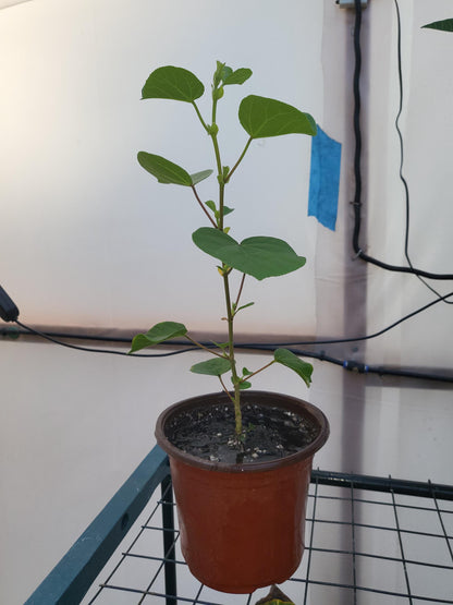 Sea Hibiscus, Hibiscus tiliaceus, Yellow Hibiscus, Starter Plant Bareroot