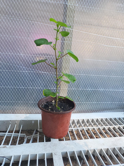 Sea Hibiscus, Hibiscus tiliaceus, Yellow Hibiscus, Starter Plant Bareroot