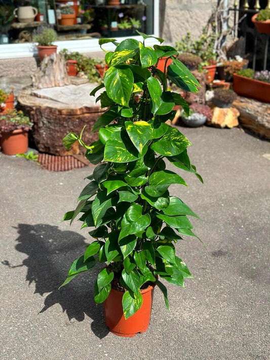 Golden Pothos - beginner-friendly plant - Epipremnum Aureum - Devil's Ivy - Live Plant 3" Pot