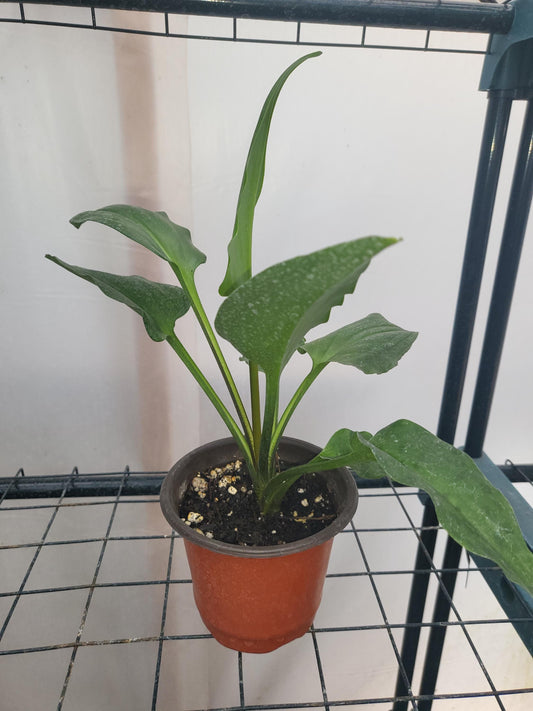 Little White Soldier, Drimiopsis maculata, African false hosta, Leopard plant - Live Plant