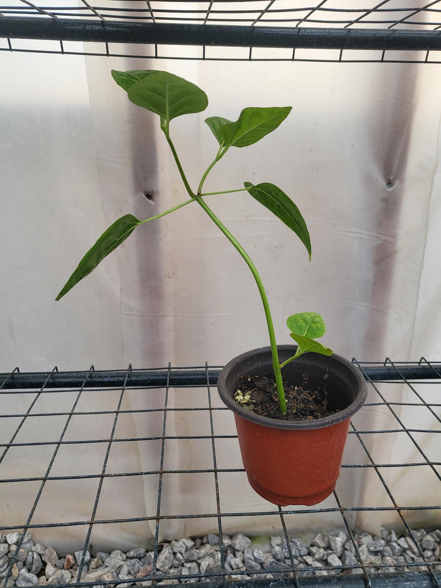 4 O'clock Starter Live Plant, Mirabilis Jalapa, Marvel of Peru, Starter Plant, Pink Flowers