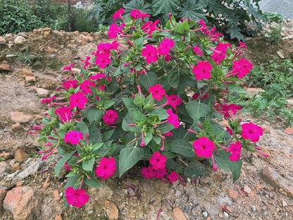 4 O'clock Starter Live Plant, Mirabilis Jalapa, Marvel of Peru, Starter Plant, Pink Flowers