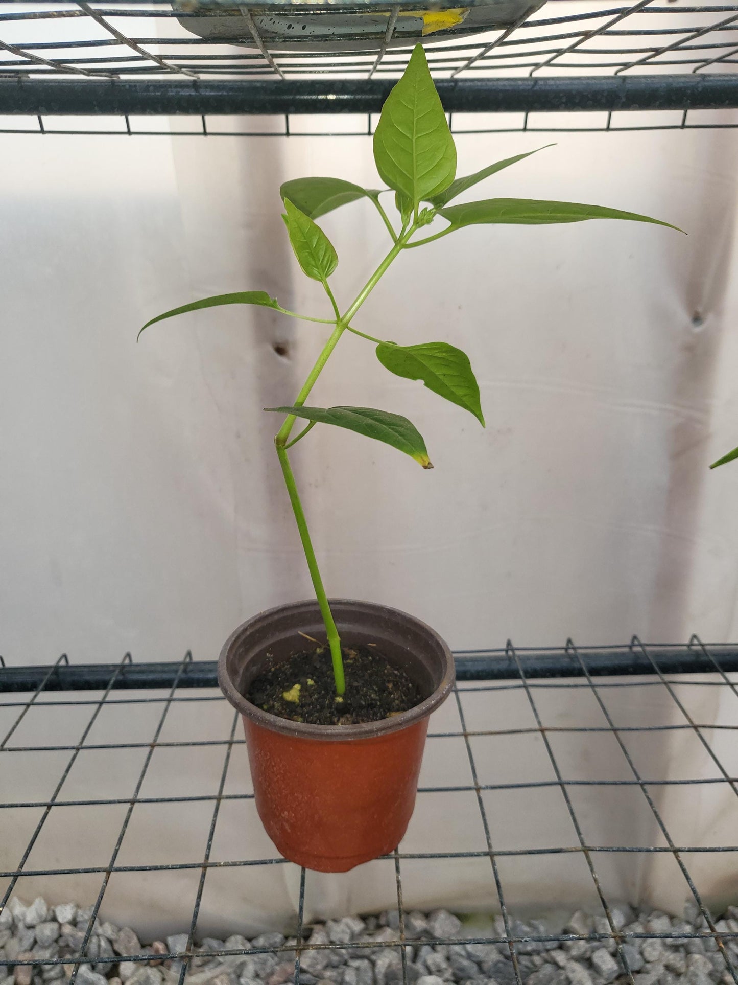 4 O'clock Starter Live Plant, Mirabilis Jalapa, Marvel of Peru, Starter Plant, Pink Flowers