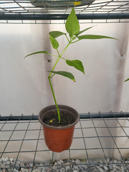 4 O'clock Starter Live Plant, Mirabilis Jalapa, Marvel of Peru, Starter Plant, Pink Flowers