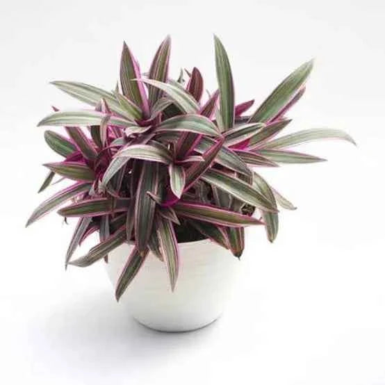 Oyster Plant – Moses in the Cradle – Tradescantia spathacea – Boat Lilly -  6" pot size - Bareroot