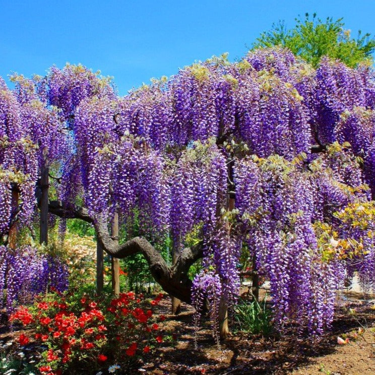 Wisteria frutescens, American Wisteria, Purple Flowering, Starter plant, Bareroot