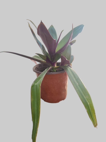 Oyster Plant Moses in the Cradle Tradescantia spathacea in 6-inch pot, showing green and purple variegated leaves, bare-root plant.
